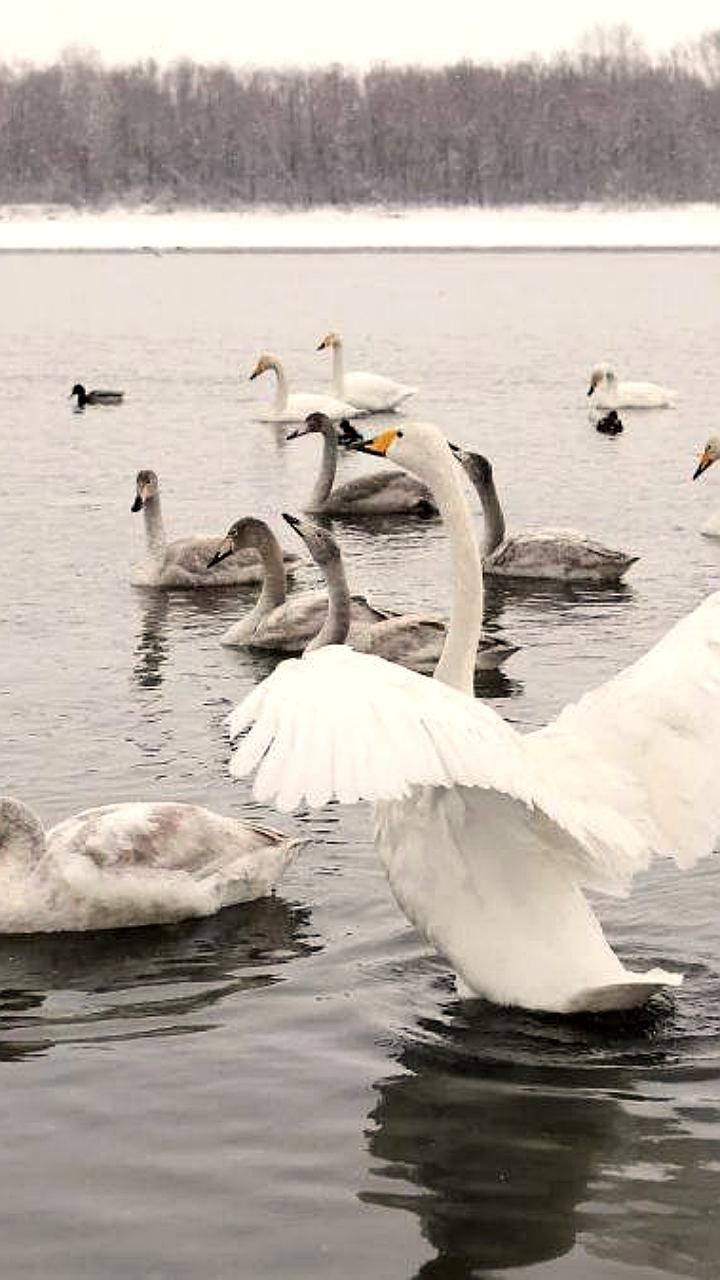 Стая редких лебедей шипунов замечена в Вологодской области и Алтайском крае