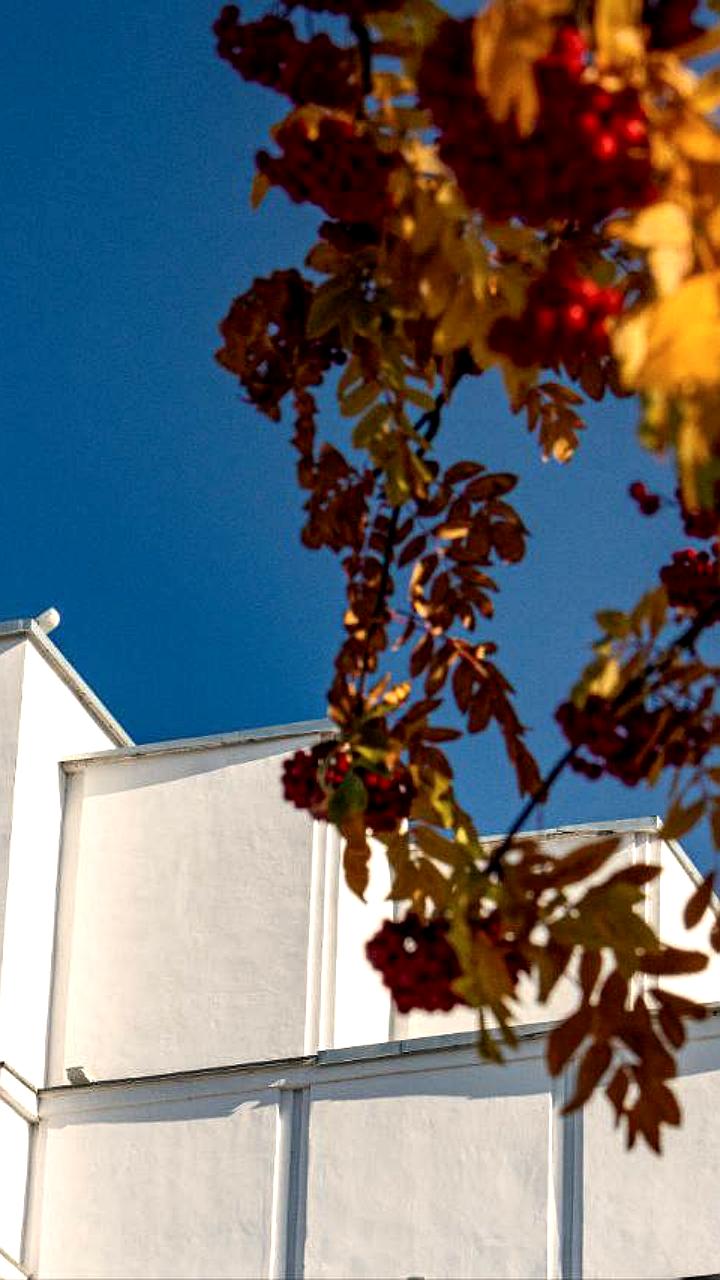 В Омской области создадут два новых лесных хозяйства для охраны лесов