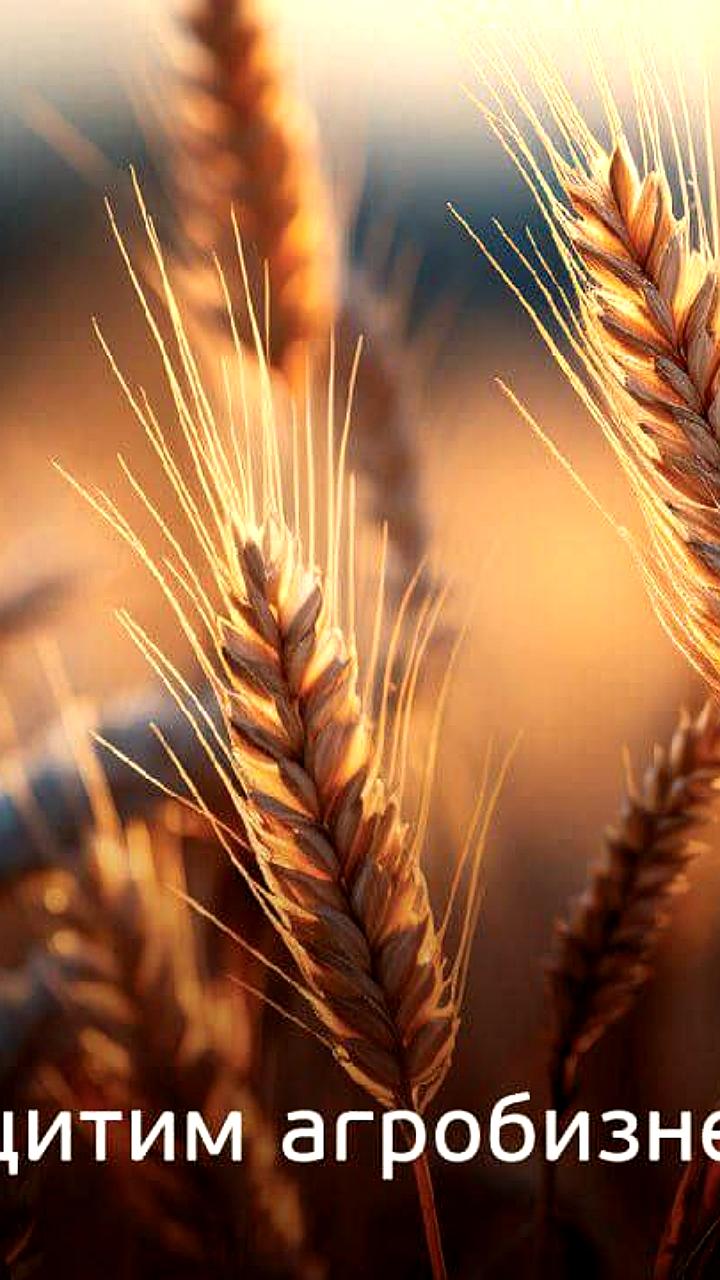 Аграрии России застраховали 9,4 млн гектаров посевов за 9 месяцев 2025 года