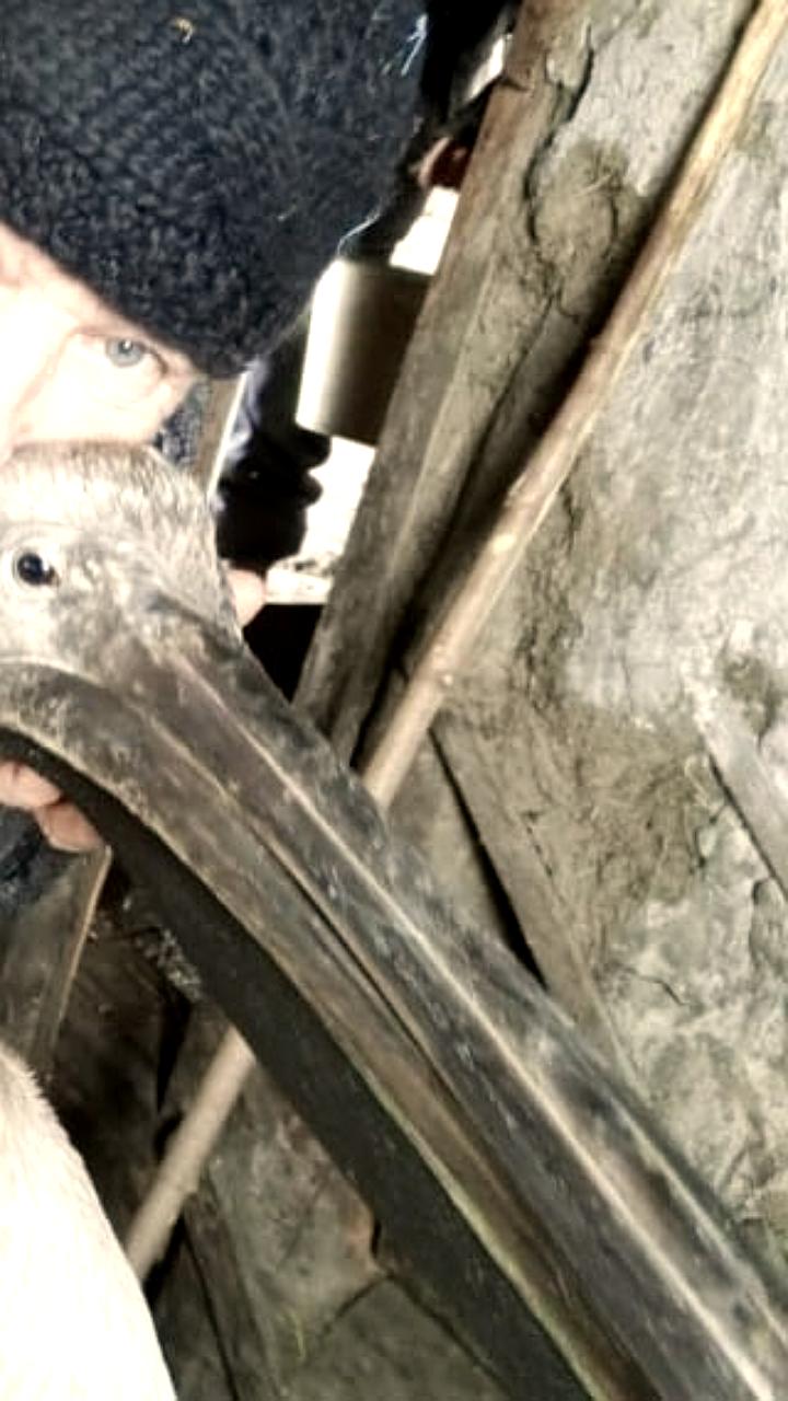 Жители Омской области спасают травмированных птиц