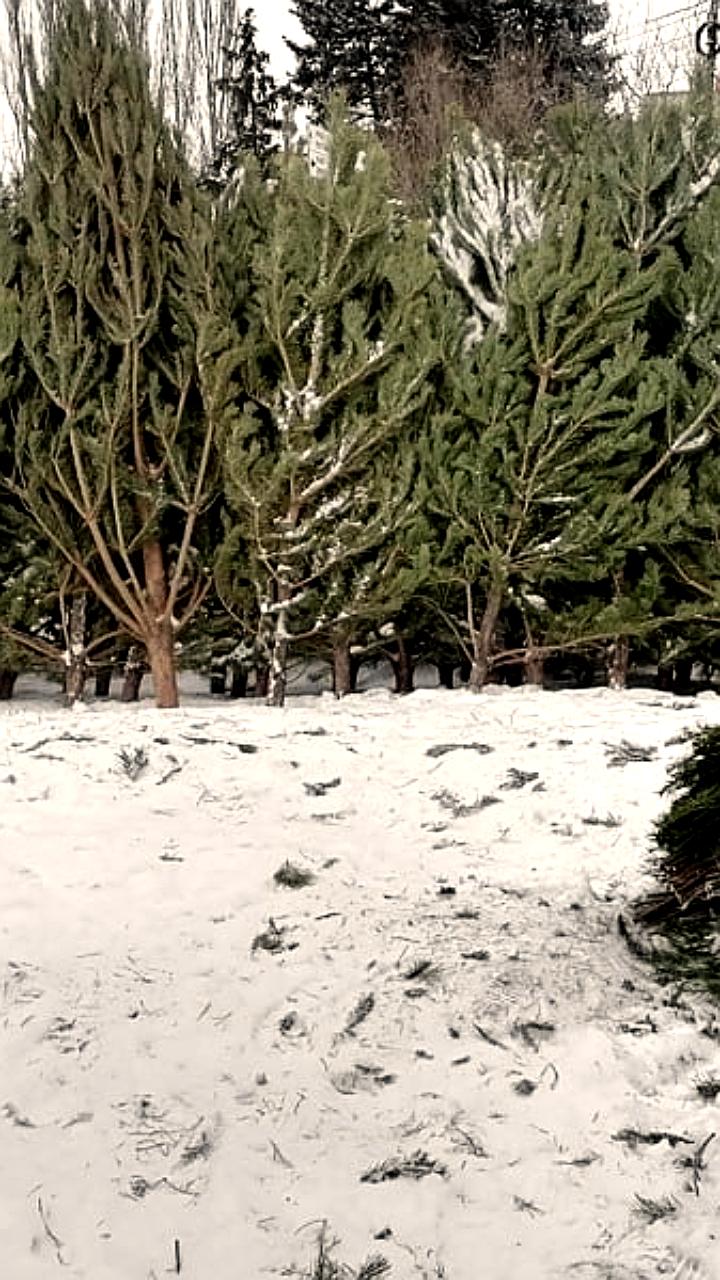 В Омске и Набережных Челнах утвердили места для продажи новогодних елок