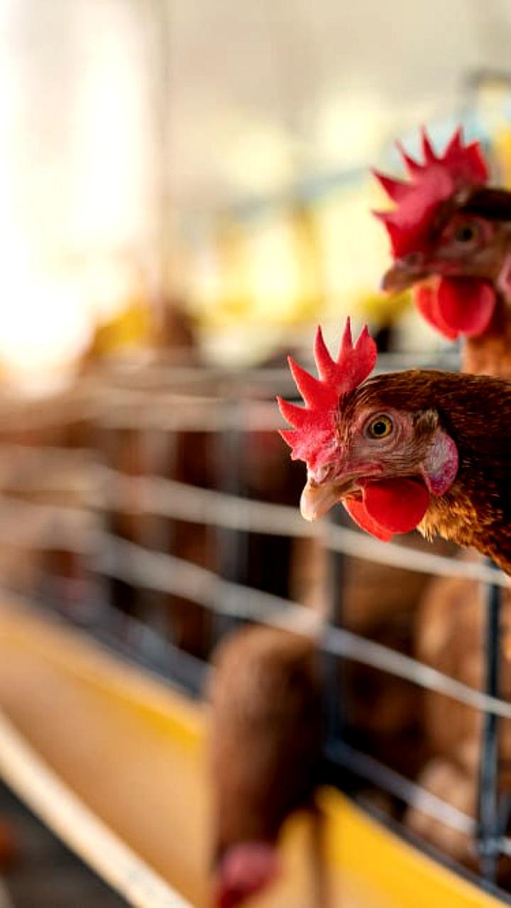 Модернизация птицефабрики Карантайская в Дагестане за 945 млн рублей