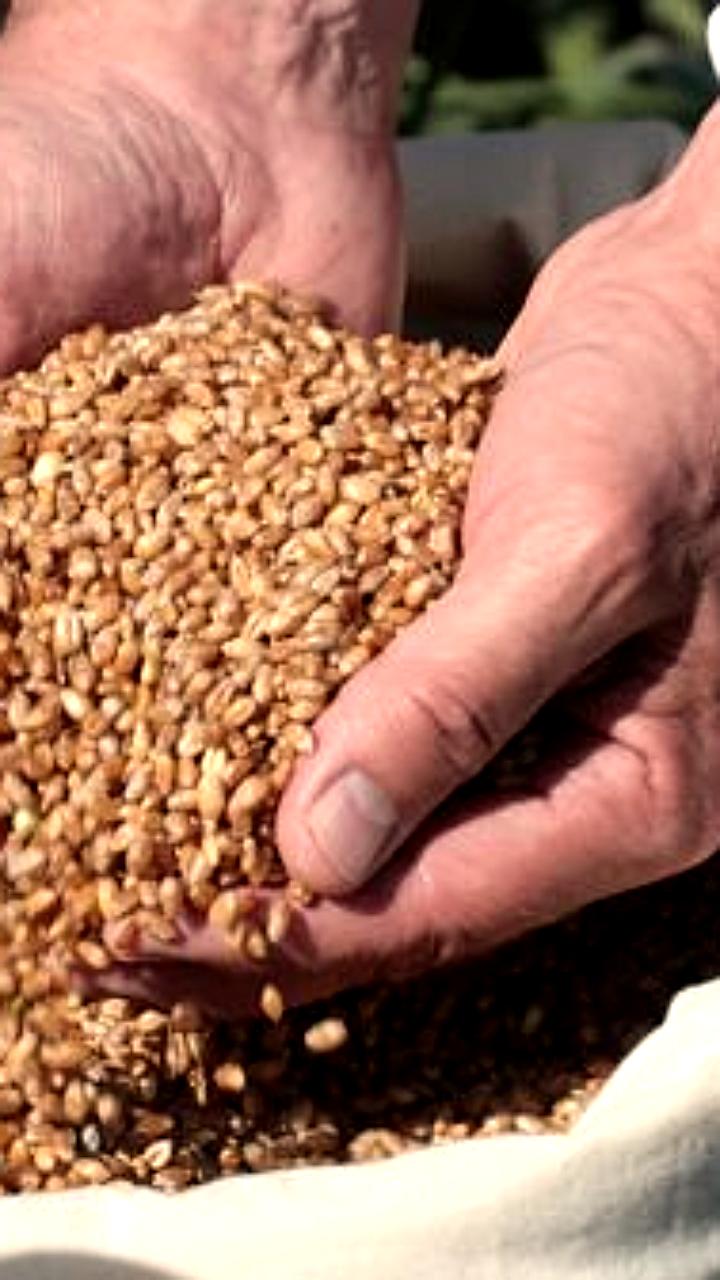 Еврокомиссия рассматривает иск к Венгрии, Польше и Словакии из-за запрета на украинское зерно