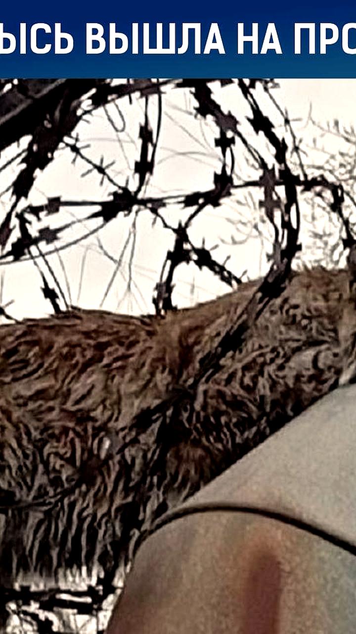 Рысь замечена в Челябинске: спасатели не обнаружили травм у животного