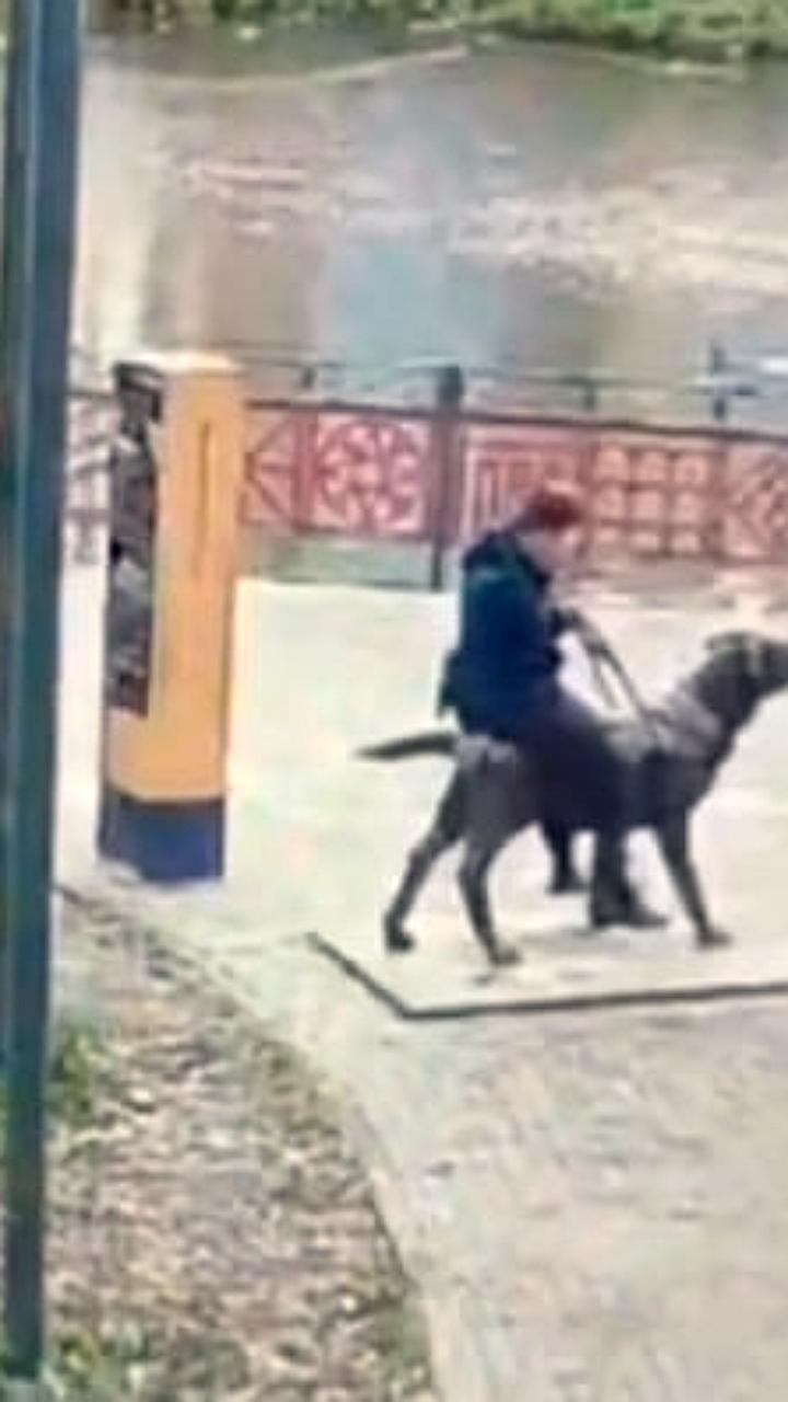 Родители школьников в Вологде возместят ущерб за поврежденный памятник собаке поводырю