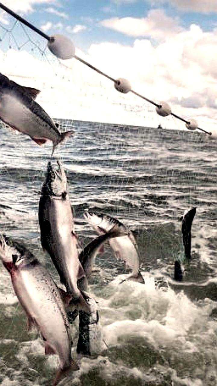 Создание новых рыболовных участков на реках Авача и Печора