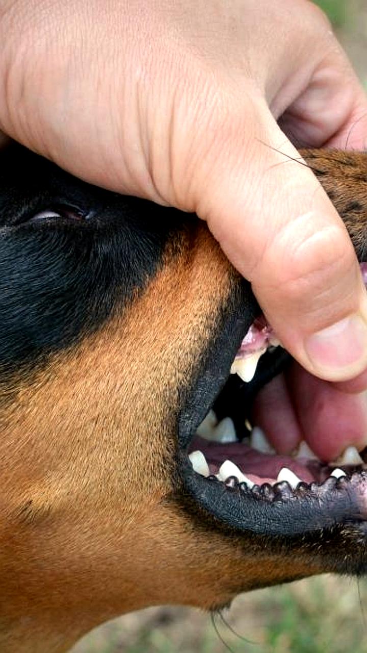 В Алтайском крае выявлены два новых очага бешенства с введением карантина