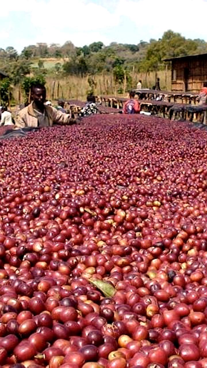 Уганда увеличила экспорт кофе на 59% благодаря рекордному урожаю