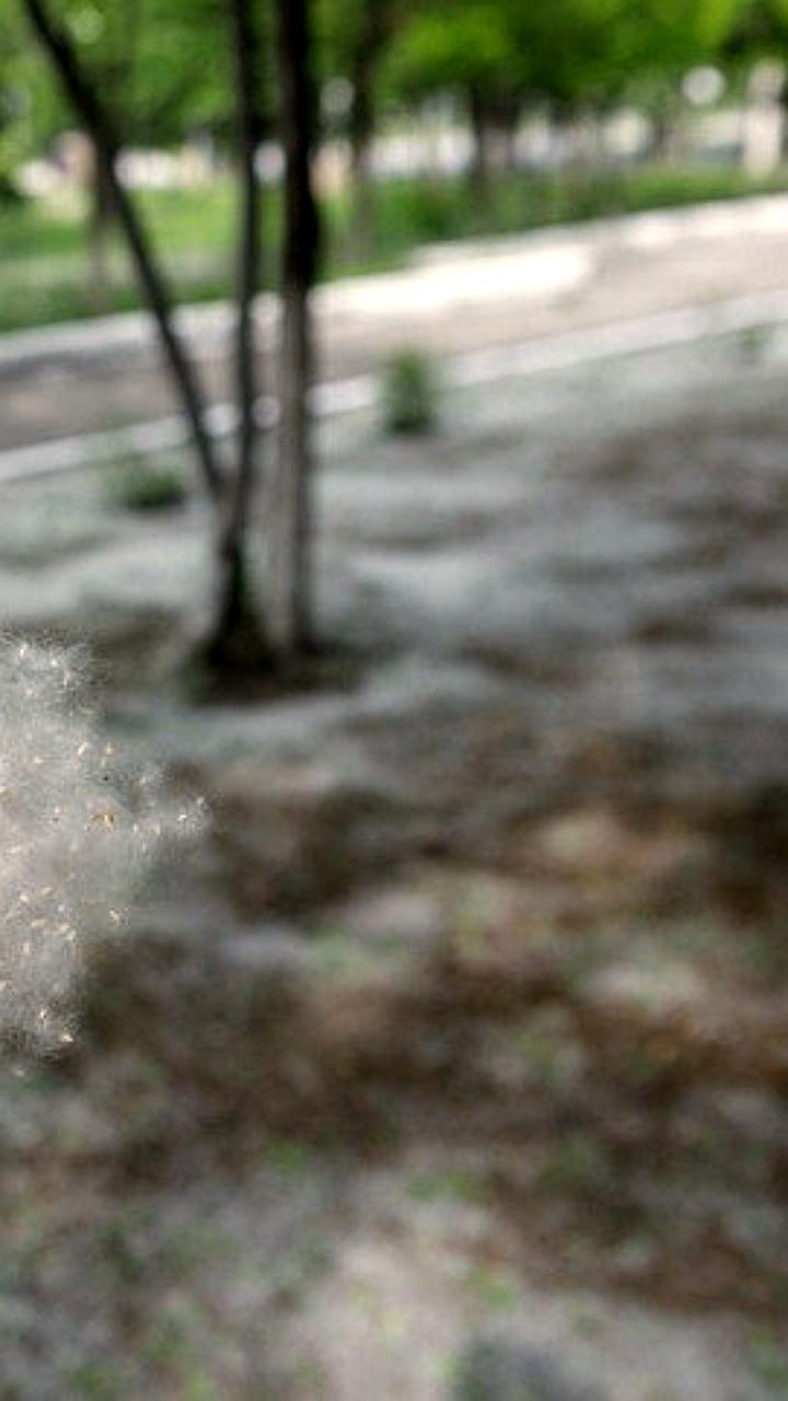 Российская туристка осуждена за поджог тополиного пуха в Сеуле