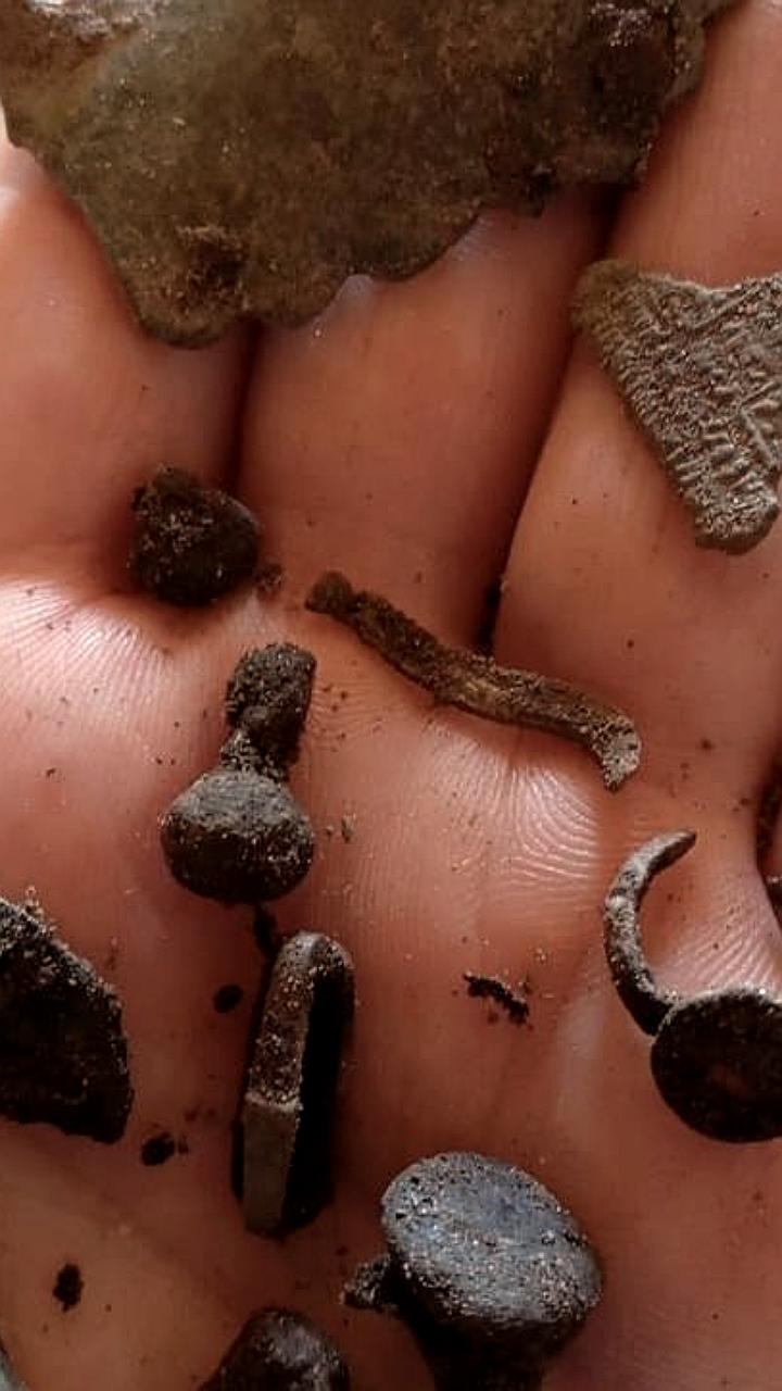 В Ленобласти найден древнейший пень возрастом 385 миллионов лет