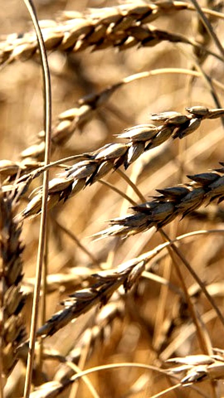 В Новосибирской области введен режим ЧС в восьми районах из-за угрозы урожаю