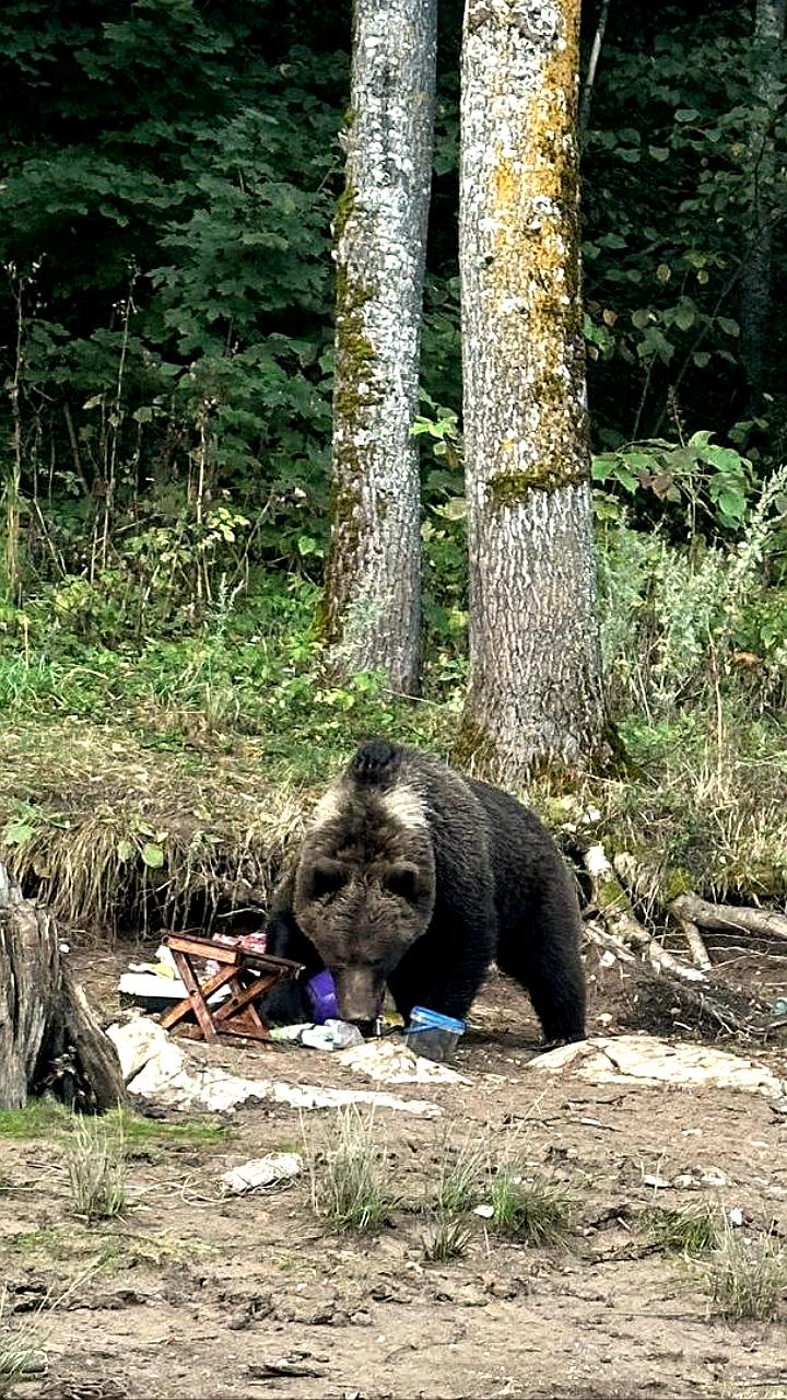 Премьер-министр Андрей Назаров предупреждает о рисках встреч с дикими животными и мерах предосторожности
