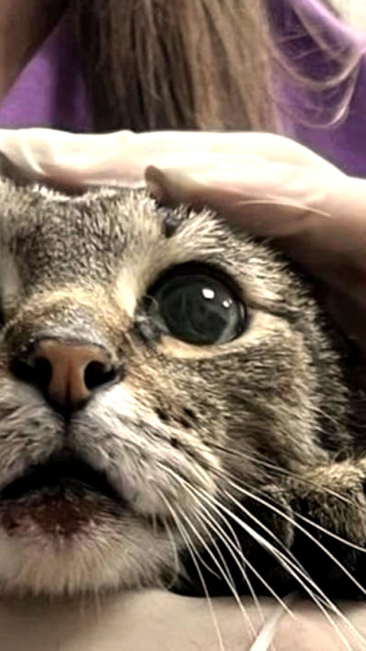 Стрит арт художник Иван Лебедев приговорен к 1,5 года колонии за жестокое обращение с животным