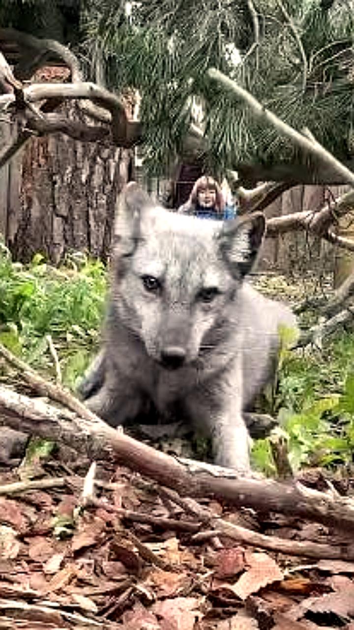 В Челябинском зоопарке поселились песцы Пулька и Нео, спасенные от зверофермы