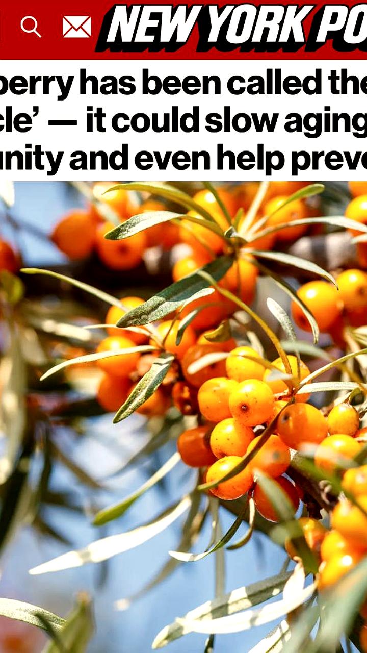 Облепиха: суперфрукт с целебными свойствами и широким применением