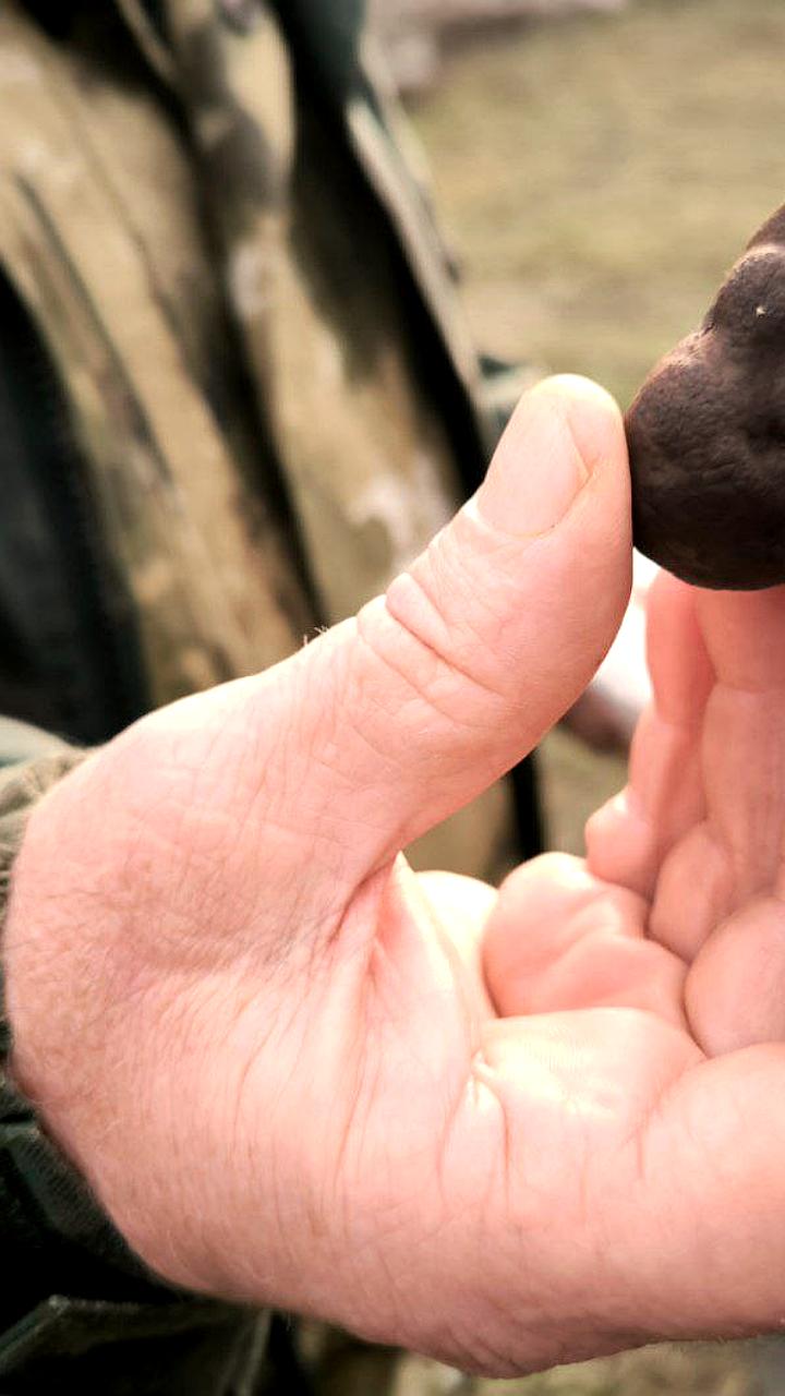 В Саратовской области найдены черные трюфели стоимостью от 8 тыс. рублей за 100 г