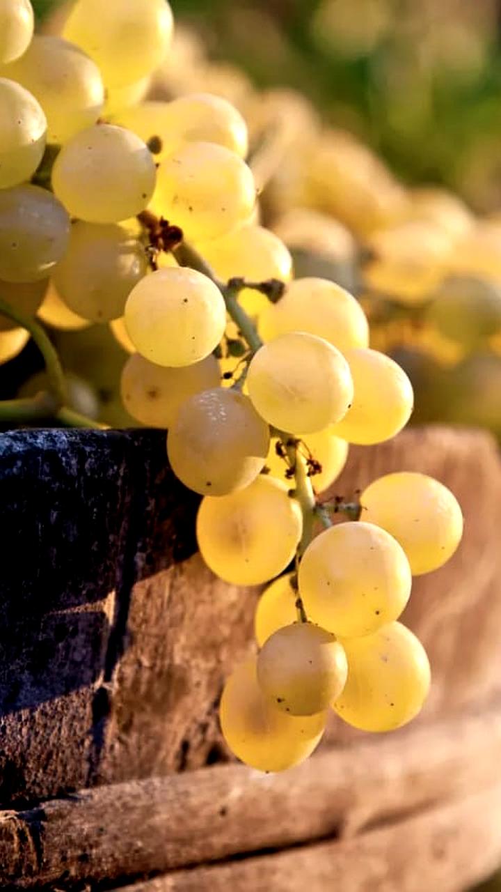 Россия возобновила импорт винограда из Грузии с увеличением поставок