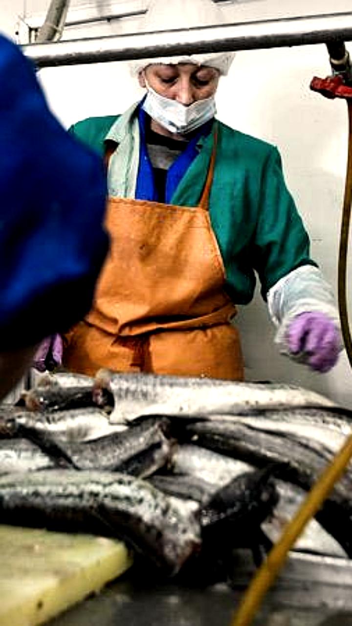 В Приморье до 2029 года построят три завода по переработке рыбы с инвестициями 2,2 млрд рублей