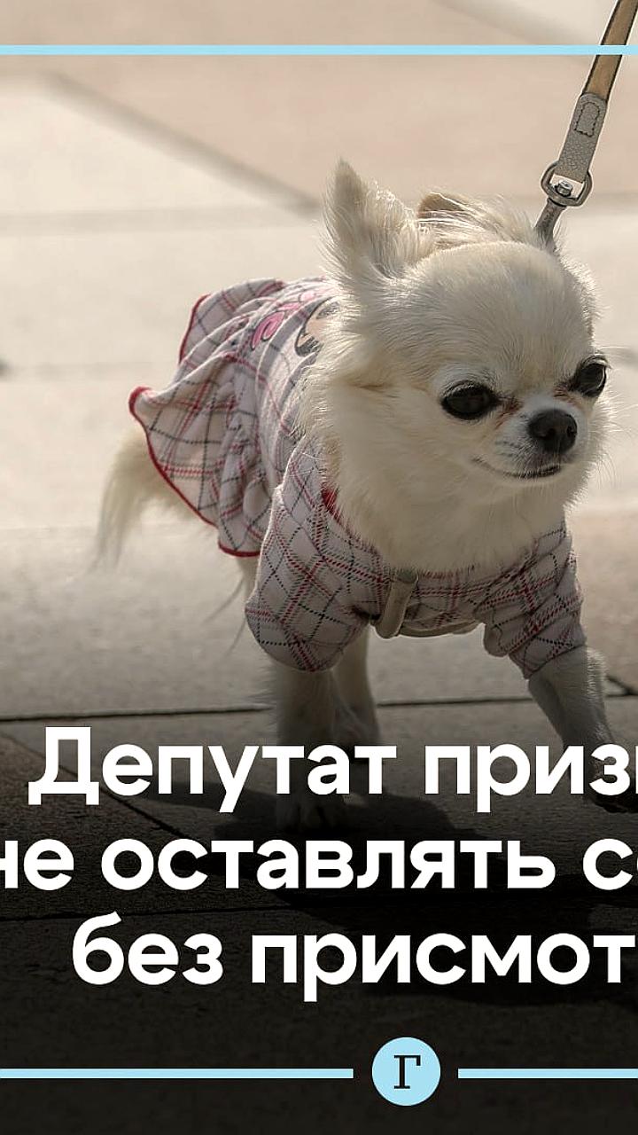 Госдума призывает владельцев собак не оставлять животных на привязи в общественных местах