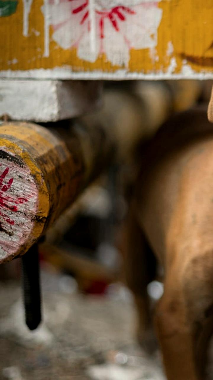 В России ежегодно 100 тысяч животных становятся бездомными из-за дачников