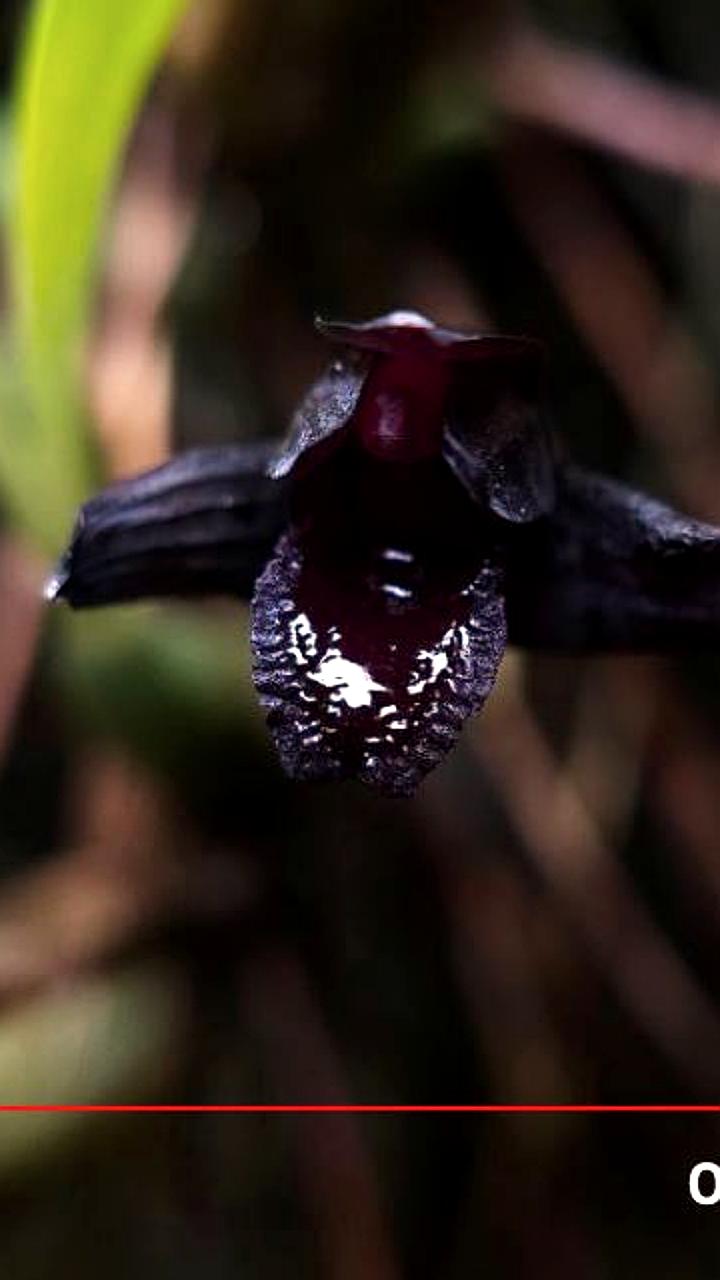 Редкая орхидея вампир расцвела в Аптекарском огороде Москвы