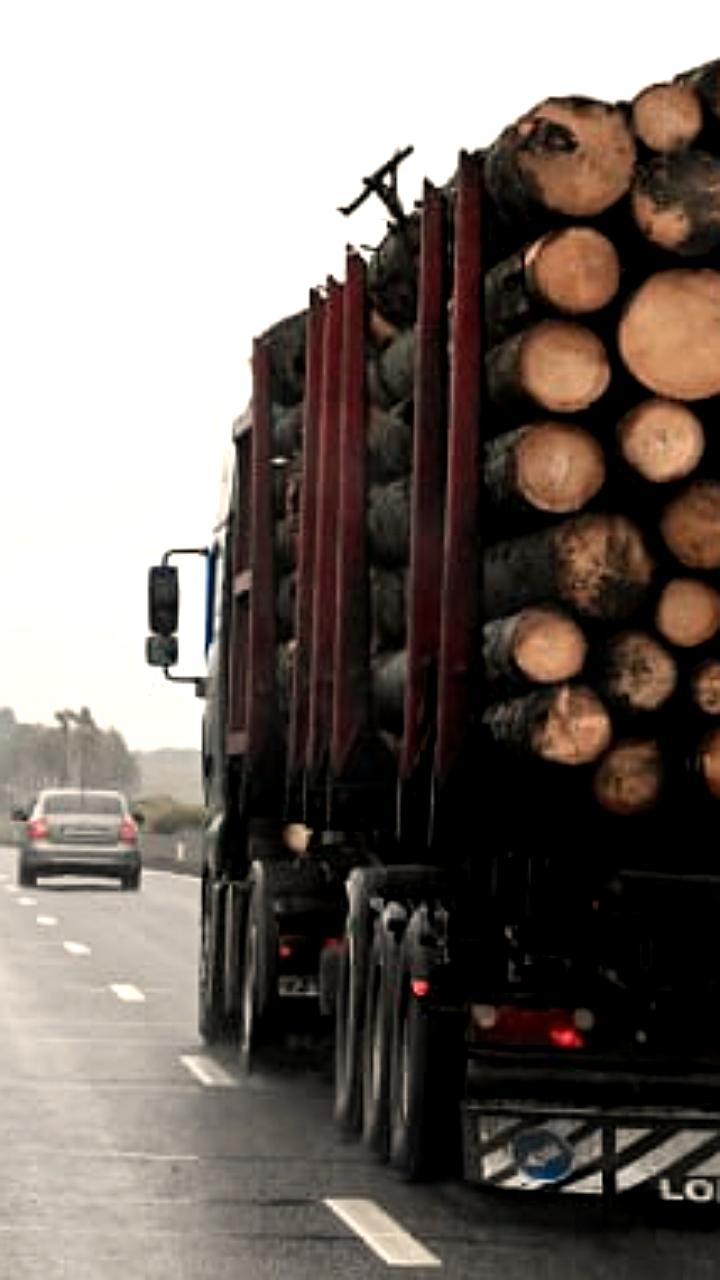 Сложности экспорта продукции ЛПК из-за новых миграционных правил