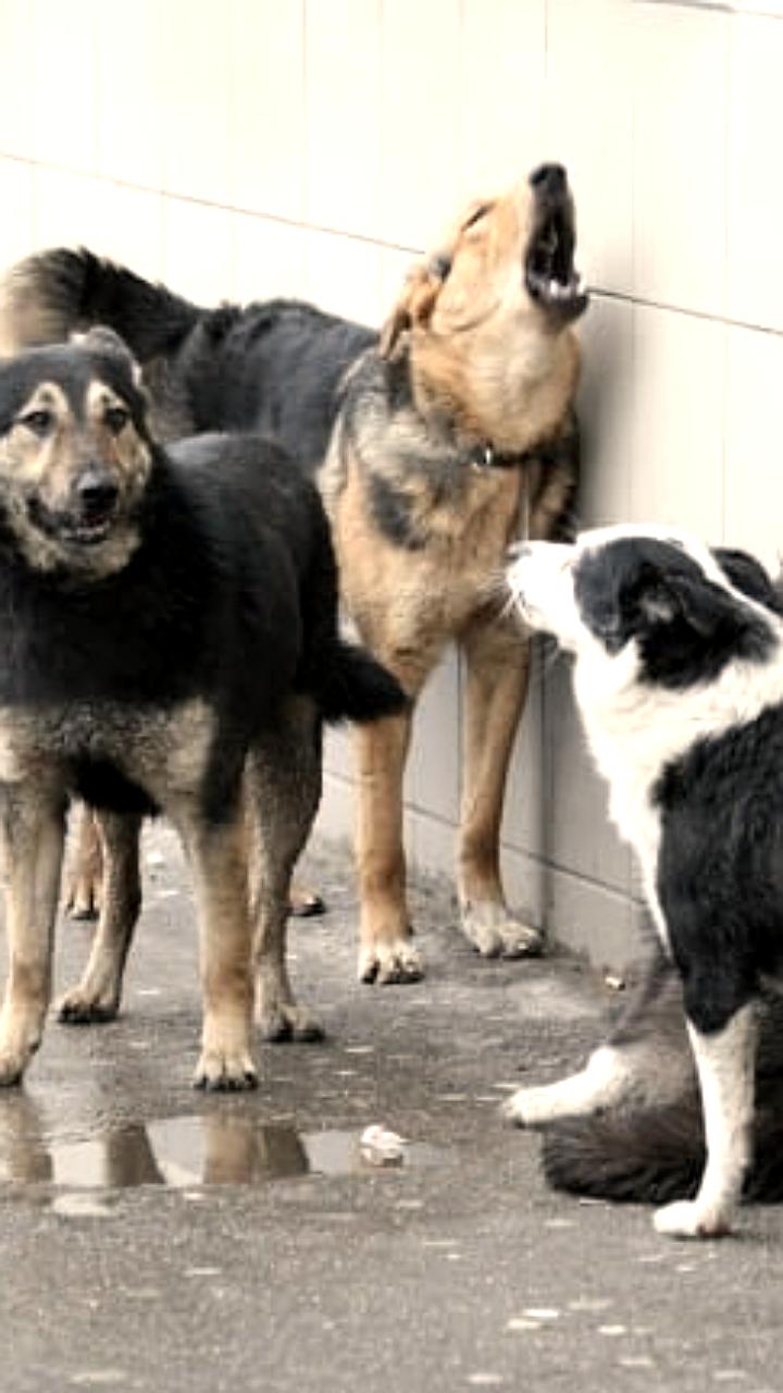 В России предложили обязательную регистрацию домашних собак и кошек для повышения ответственности владельцев