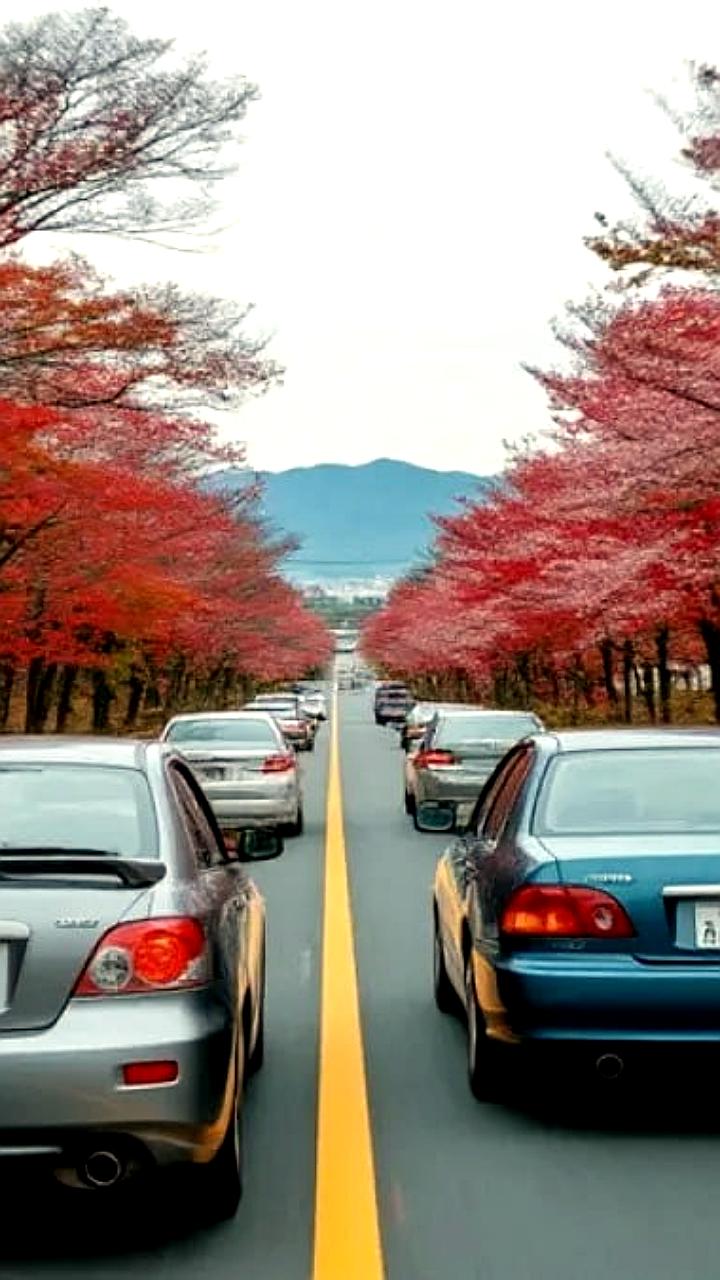 Разработка системы выявления незастрахованных автомобилей отложена до 2026 года