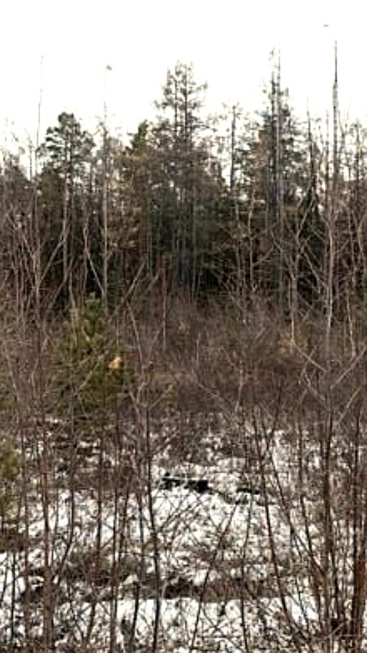 В Верхневилюйском улусе продолжаются поиски пропавшего охотника