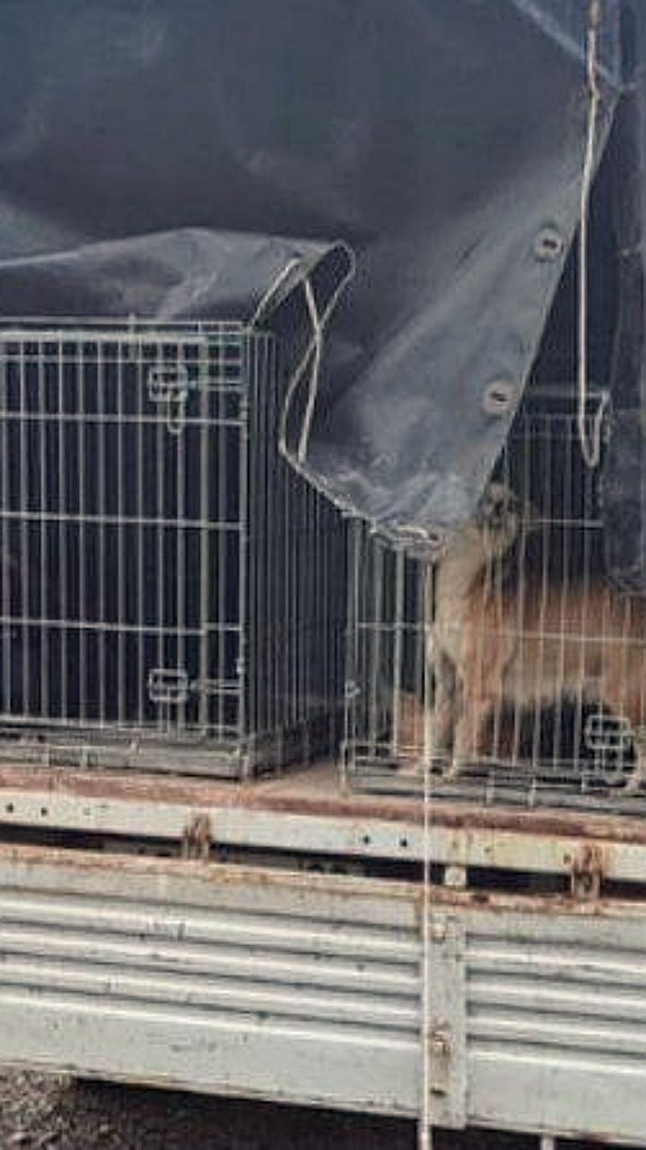 В Астрахани и Яшалтинском районе начался отлов бродячих собак с целью их вакцинации и стерилизации