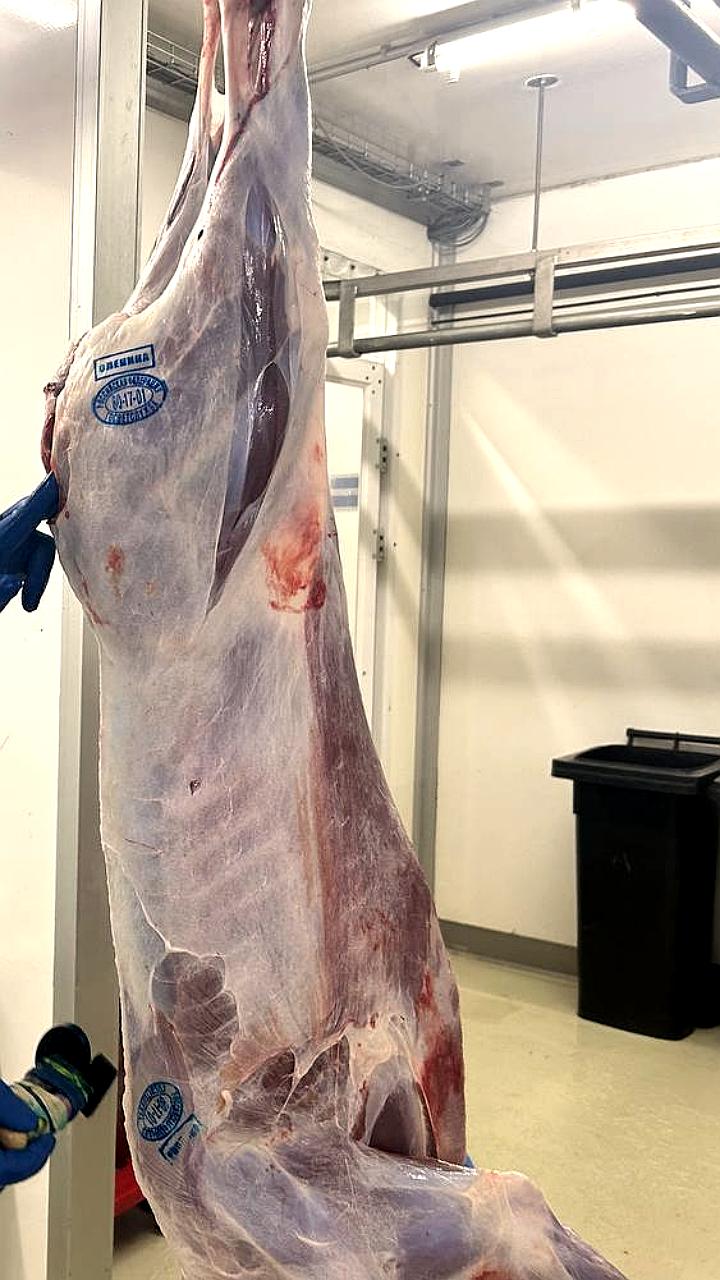 В Якутии проходит осенняя корализация домашних северных оленей