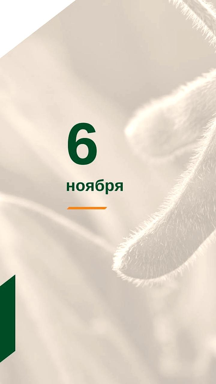 Россия собрала рекордные 29 млн тонн масличных культур к концу октября