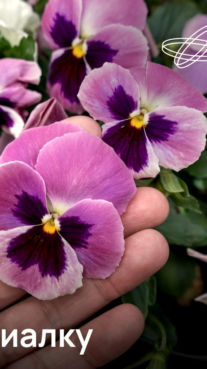 Российские ученые разработали сенсоры для ранней диагностики заболеваний на основе природных текстур