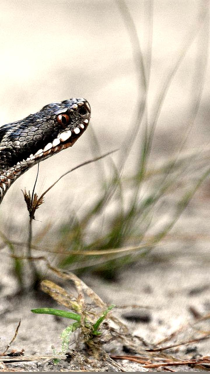 Минэкологии предупреждает о высокой активности змей в Подмосковье из-за теплой осени