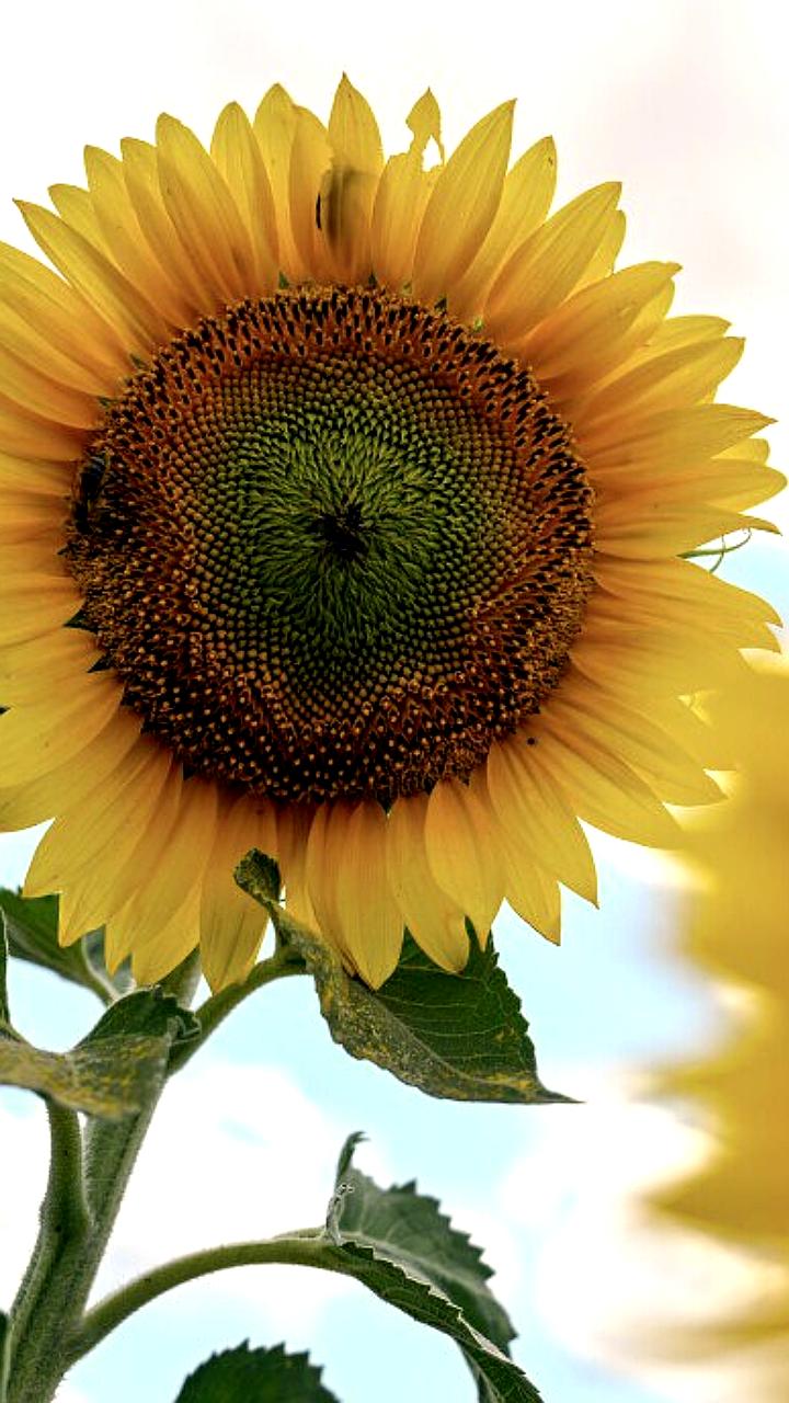 Подорожание подсолнечного масла достигло максимума с 2022 года на фоне снижения поставок из Украины