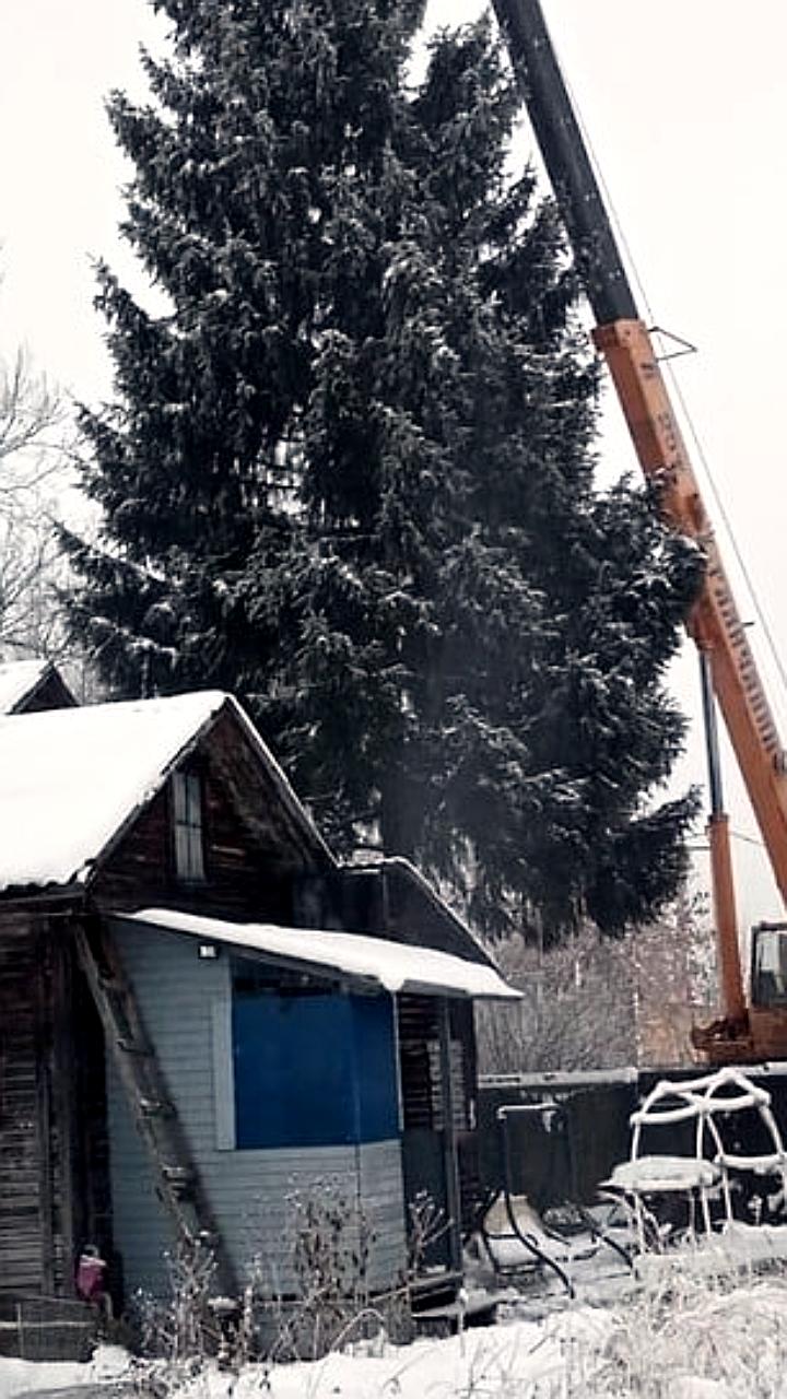 В Рубцовске и Ярославле ищут новогодние ели для украшения городов