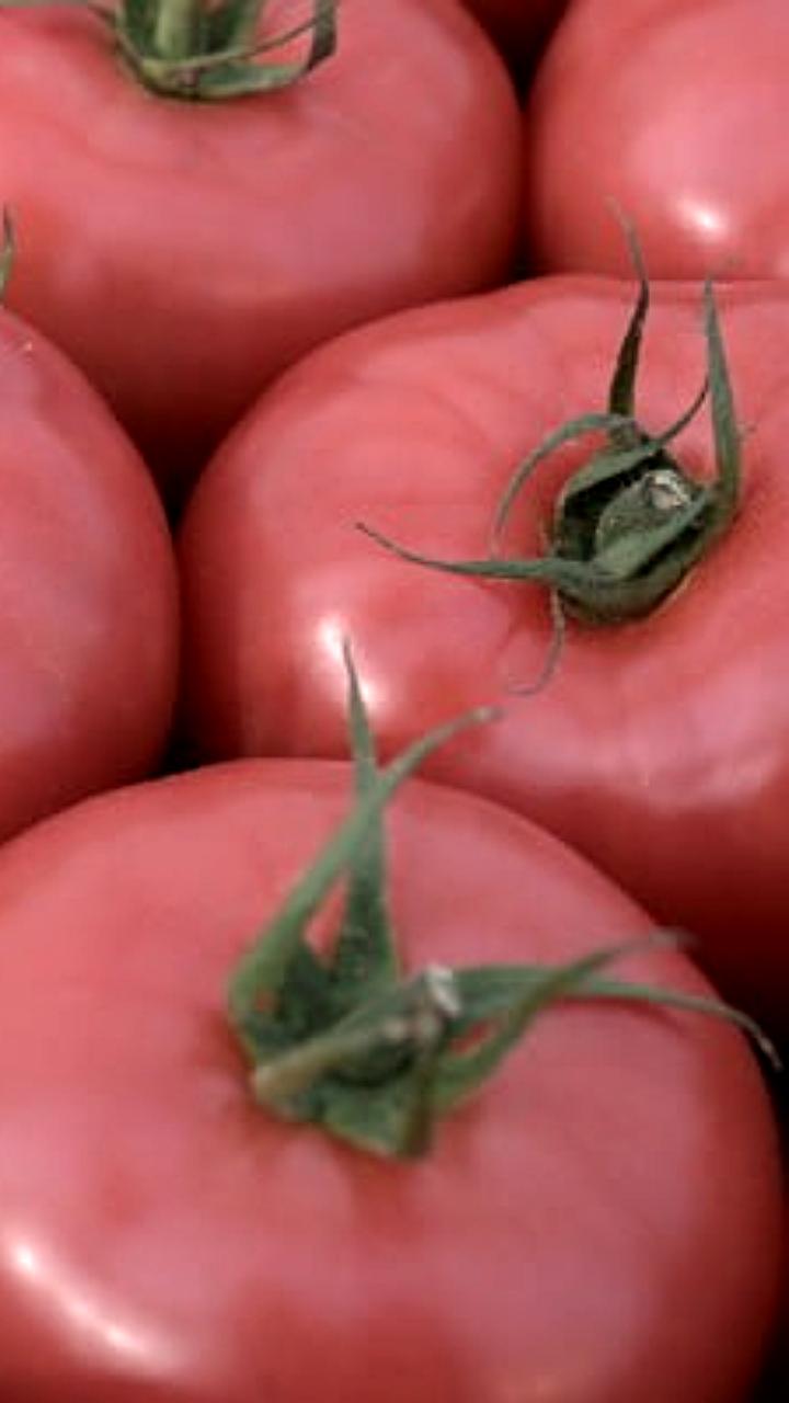 Школьники России и Беларуси исследуют космические семена томатов