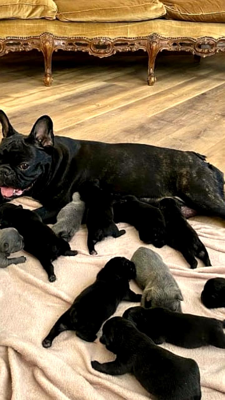 Французский бульдог из Петербурга установил рекорд, родив 12 щенков