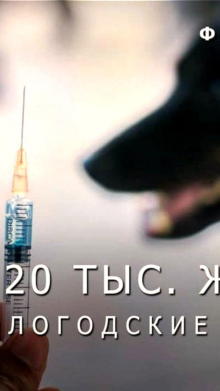 Вологодская область успешно завершает вакцинацию животных от бешенства