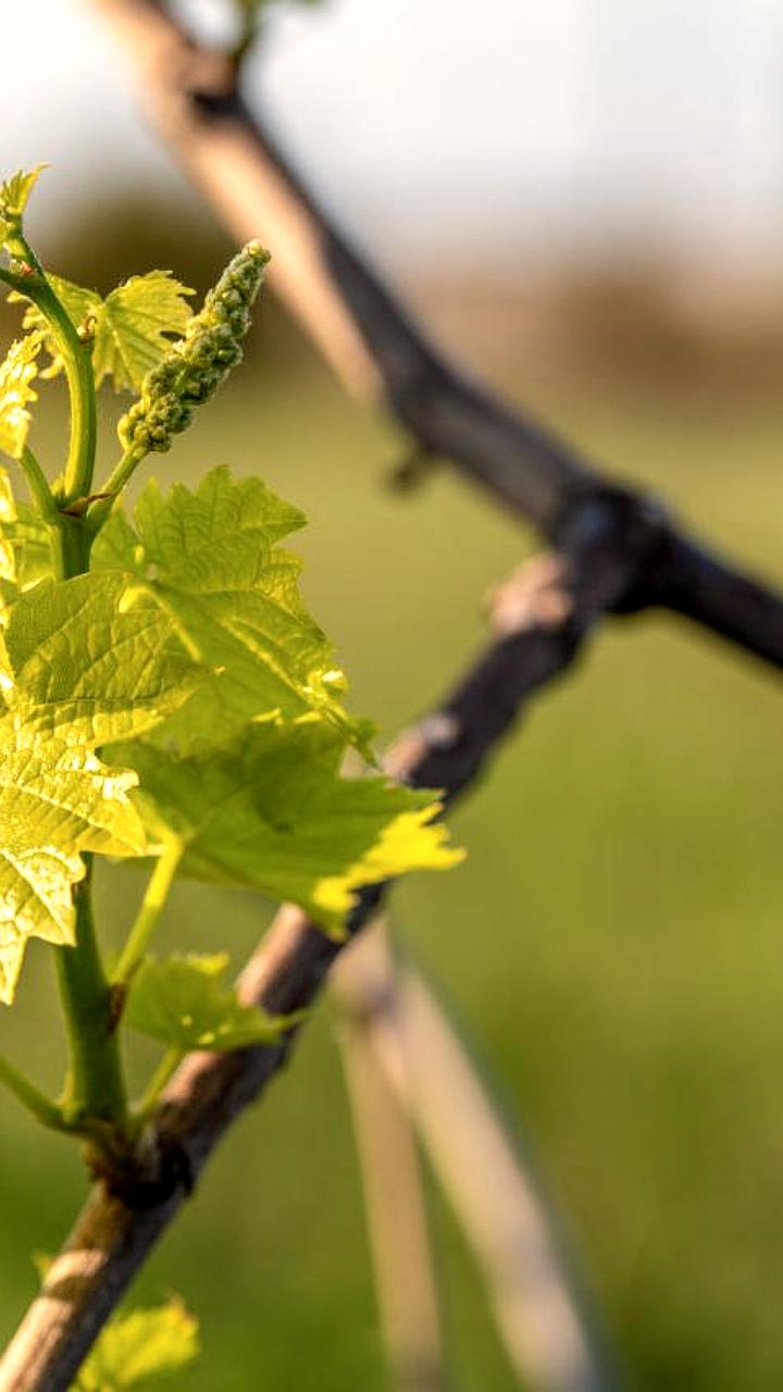 Дагестан увеличит производство виноградных саженцев до 8,4 млн в 2025 году