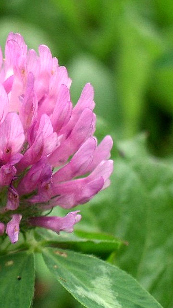 В Подмосковье речные выдры готовятся к зиме, а в Москве цветут редкие растения