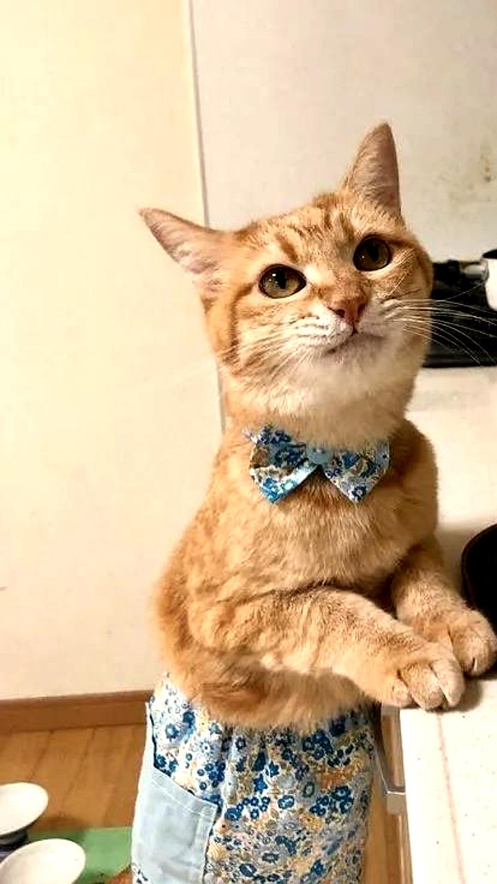 Диетологи о пользе пива и сидра: пребиотики и витамины для здоровья