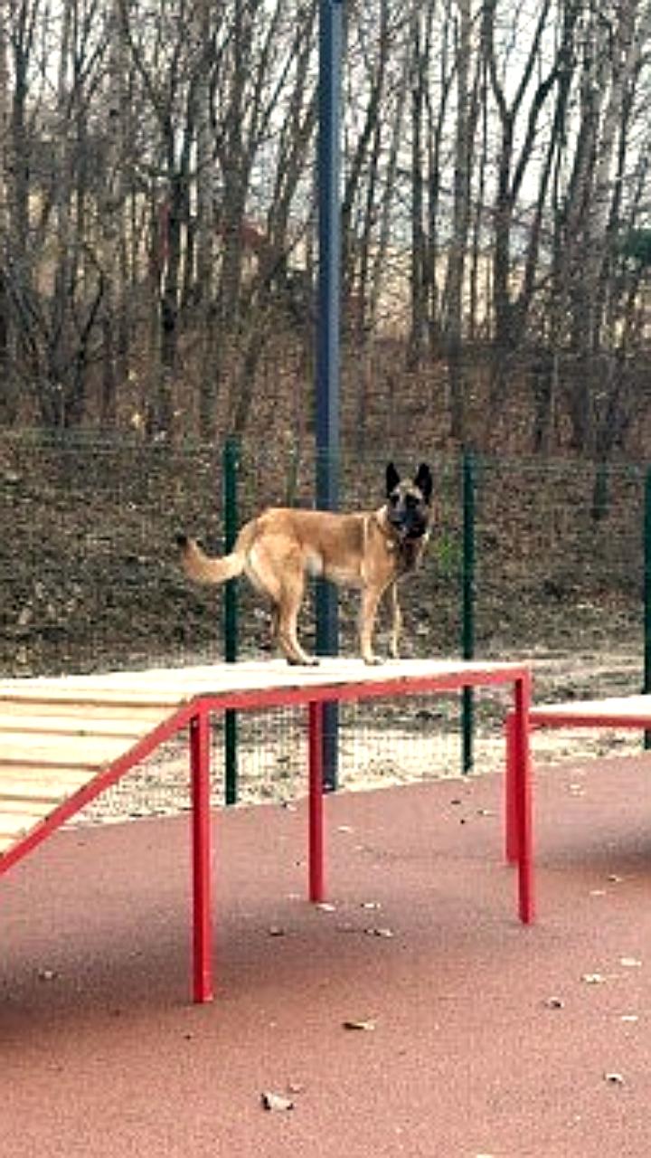 Комсомольск на Амуре получит площадки для выгула собак в течение полутора лет