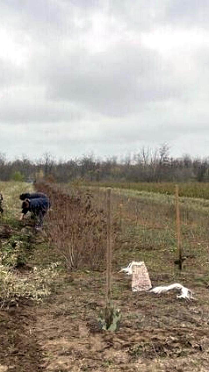 Запорожская область запускает масштабную осеннюю кампанию по лесовосстановлению