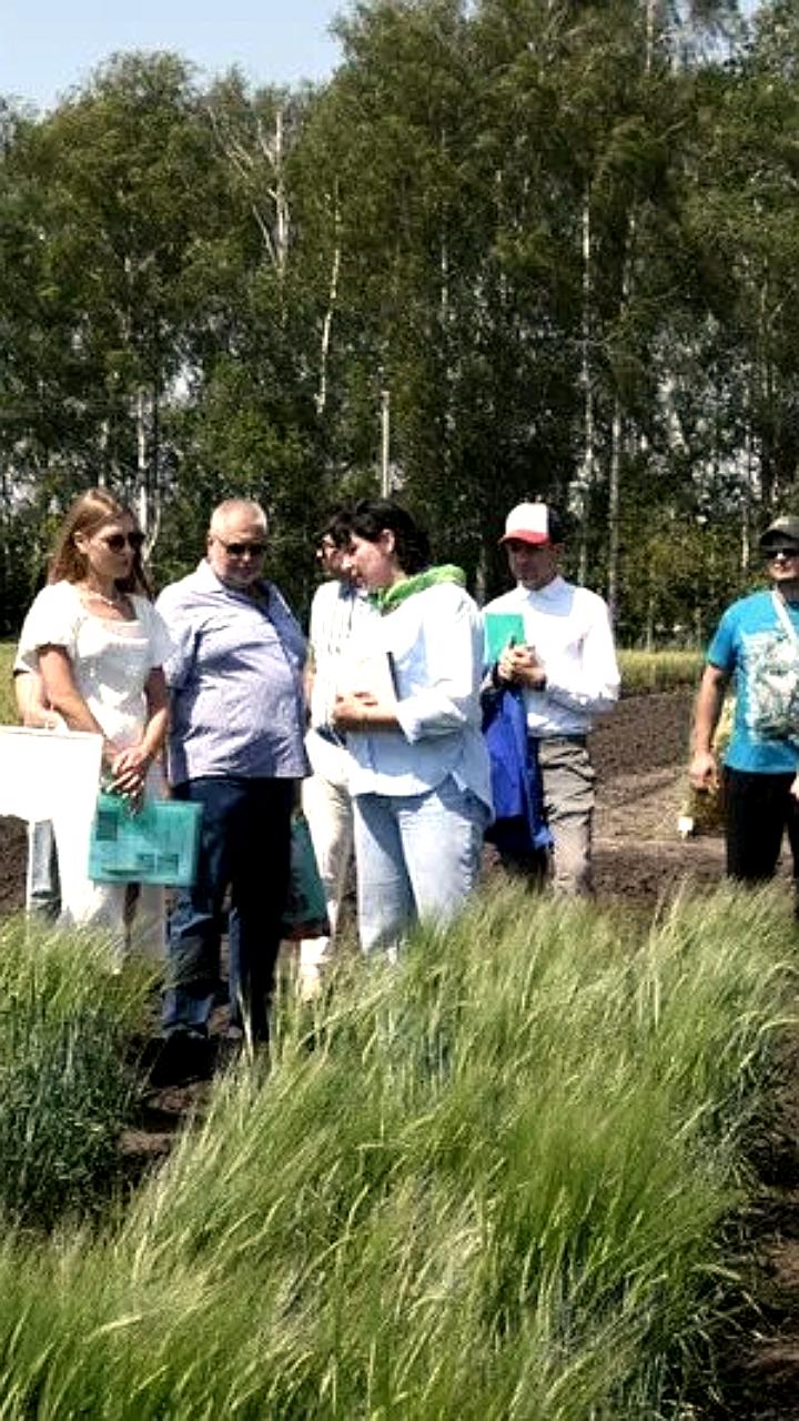 Рязанские агрономы представили новый зимостойкий сорт пшеницы 'Адарка'