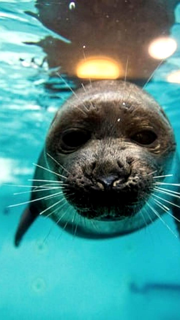 Исследование показывает влияние туризма на популяцию байкальских нерп