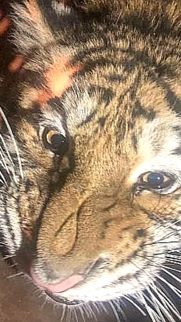 Аэрофлот перевез двух амурских тигриц в Московский зоопарк для программы сохранения