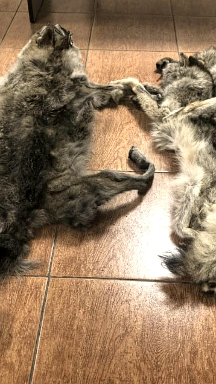 Минприроды Забайкалья и Удмуртии принимают меры по контролю популяции волков