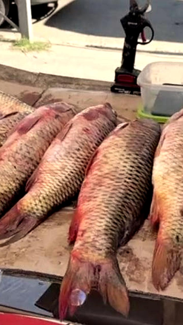 Экспорт рыбы из Дагестана вырос на 63% за девять месяцев 2025 года