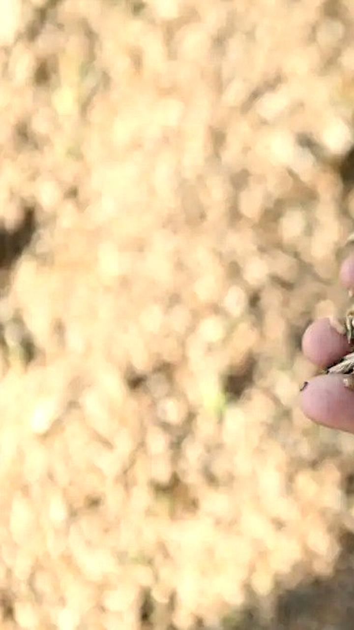 Урожай зерна в Кемеровской области вырос на 35% в 2025 году